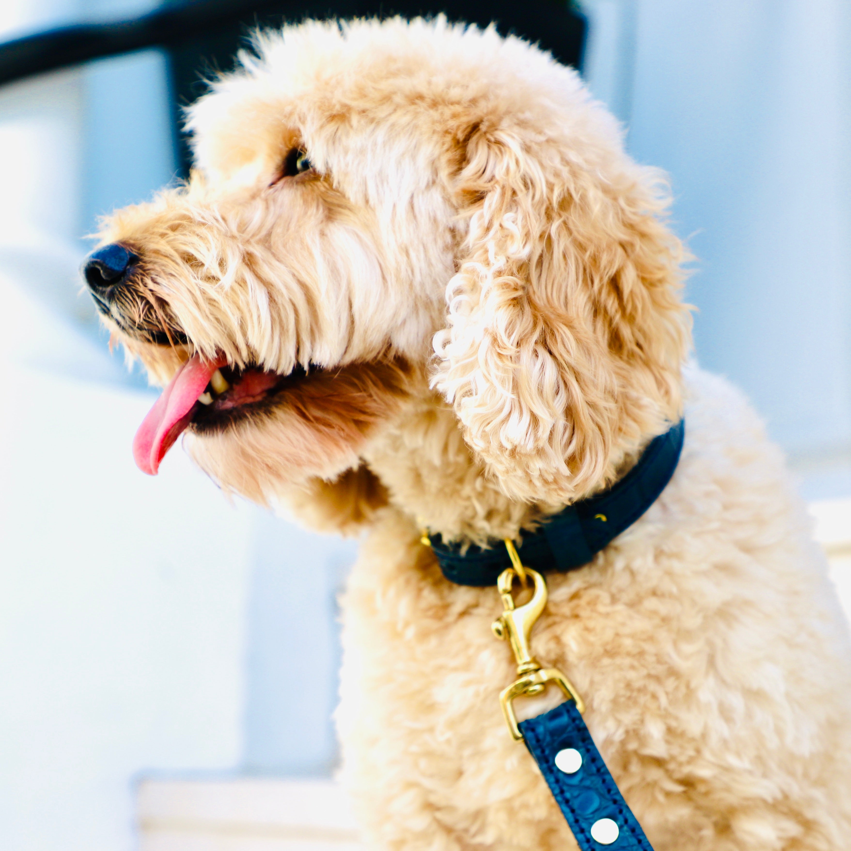 a dog with the blue moc crocodile leather finish dog collar on