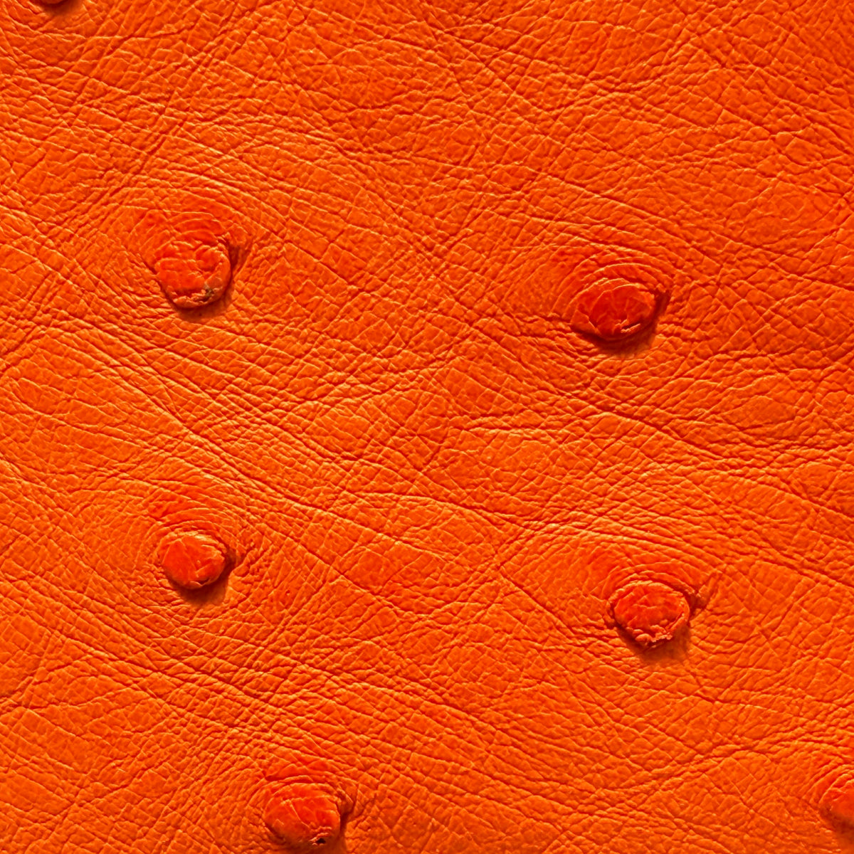 Close-up of orange Ostrich textured leather surface with raised bumps.