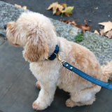 dog leads for shooting accessories for pets adorned on a dog outdoors